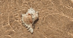 High quality macro of a White Murex Ramosus conch seashell resting in sunlit shallow water with gentle ripples, ideal for marine promos, spa ads, beach visuals, or tropical travel content.  - Powered by Shutterstock - Get 15% off with code: PIKWIZARD15