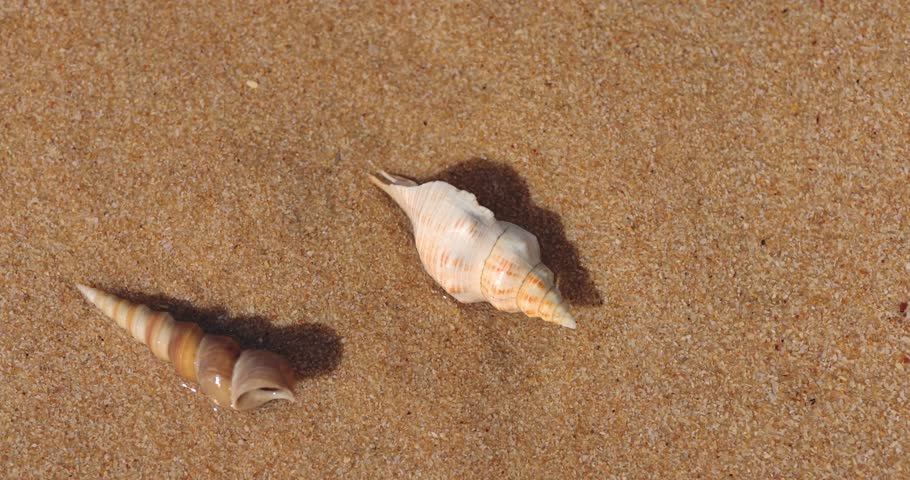 High quality macro shot of two spiral sea shells resting on clean golden sand, perfect for minimalist beach visuals, tropical travel ads, spa concepts, or eco-themed backgrounds. 