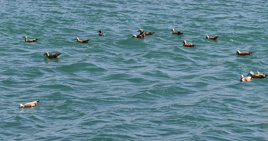 Ruddy Shell Ducks swimming and fishing on the river in Lhasa,Tibet, China	