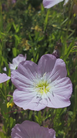 Vertical footage, Close-up of pink evening primrose swaying in breeze