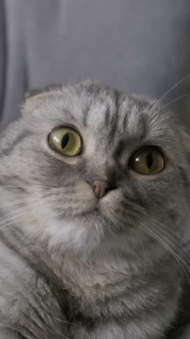 Scottish Fold cat with grey tabby fur stares directly at the camera with large, dilated pupils. Soft, even lighting highlights the cat