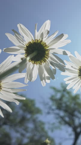 Vertical footage, Bottom-up view of white flowers of an Oxeye daisy swaying in breeze against sunny blue sky, backlit by sun.