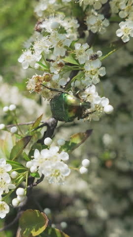 Vertical footage, Copper Chafer (Protaetia cuprea) and other bugs feed on small white flowers of blooming Scarlet Firethorn (Pyracantha coccinea), closeup.