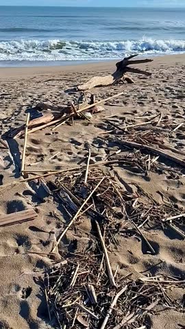 Debris on Chichoulet beach after a Mediterranean storm. Debris and driftwood carried by the Aude river to its mouth.Vendres-Plage, France