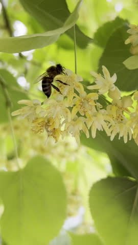 Vertical footage, Honey bee collects nectar from flowers of blooming American basswood or American linden, Tilia americana