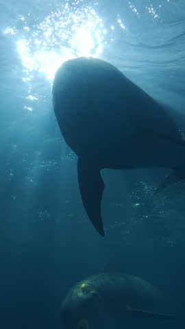 Close-up of pair bottlenose dolphins swimming in bright rays of morning light. Dolphins swims in dancing sunbeams, backlit by sun. Two dolphins swim below surface, illuminated by sunshine at sunrise