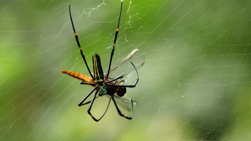 A closeup real-time wildlife video shows a giant golden orb weaver spider capturing and subduing a dragonfly after it becomes trapped in its strong silk web.