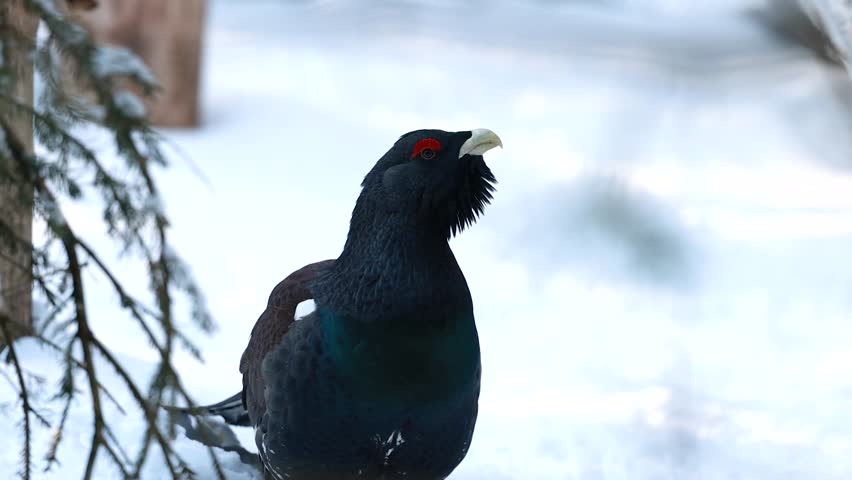 Male Capercaillie Standing in Snowy Bavarian Forest, Winter Portrait in Bavarian Forest National Park