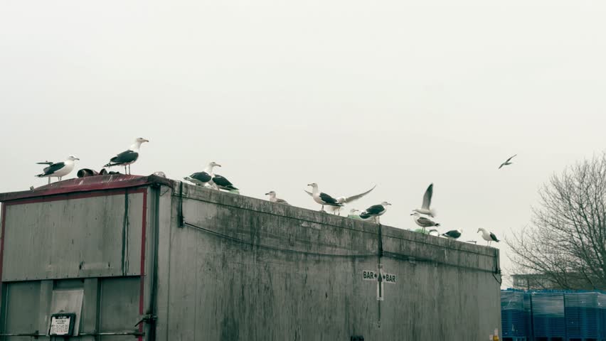 Flock of seagulls perched on a dirty industrial truck trailer against a gray sky