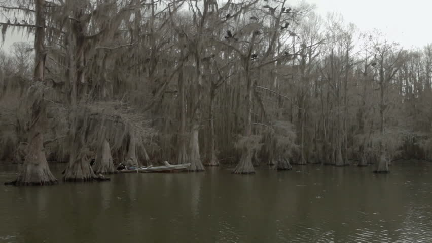 Birds are seen flying over a swamp area filled with bare trees. The water reflects their movement as they soar above the landscape during daytime hours.