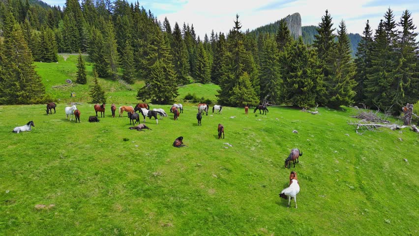 Herd of horses that eat grass, drink water and graze in meadow with fir trees against backdrop of mountains and sky