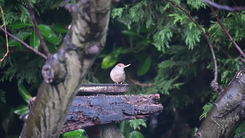 Female black cap warbler bird on a garden feeder