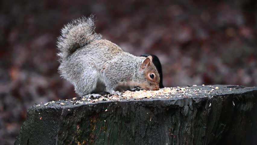 Magpie a squirrel disagreeing over food