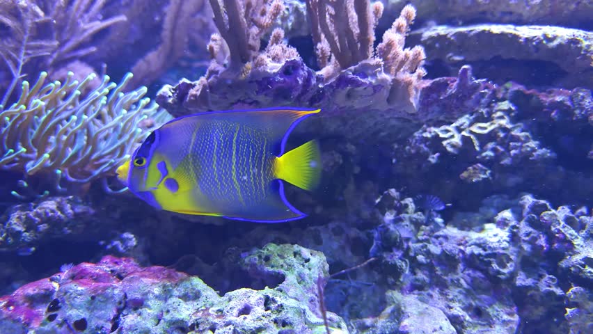 Colorful holacanthus ciliaris fish swimming among corals in a vibrant underwater scene