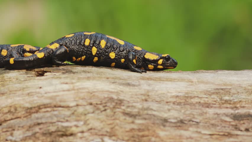 Two fire salamanders (Salamandra salamandra) crawling on old tree stump in forest