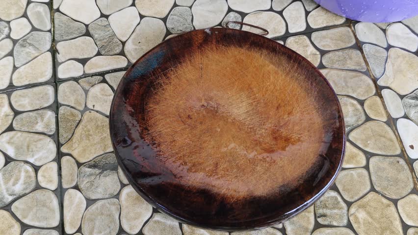 Hands scattering handfuls of live cone snails from above onto a round wooden tray, shells tumbling and piling up on the dark wooden surface, water droplets visible, tiled floor background.