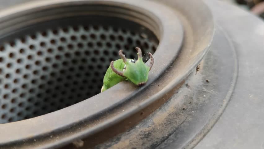 Green dragon-headed caterpillar on perforated metal air filter rim, lime body with white band and yellow saddle, brown cephalic horns, textured skin, rusty industrial background.