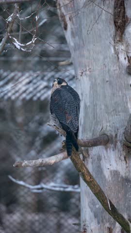 Peregrine Falcon Perched in Winter Enclosure at Bavarian Forest National Park