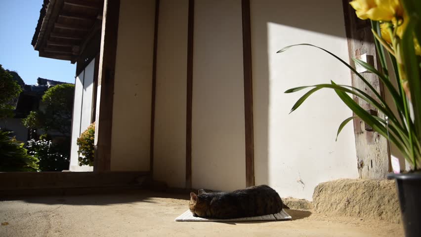 A tabby cat basking in the sun on the earthen floor of Chogakuji Temple (Tenri, Nara, 2025, Dec.)