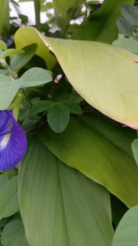 Purple Butterfly Pea Flowers Blooming