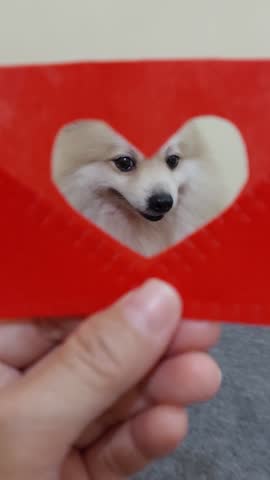 Cute pomeranian dog in a heart-shaped frame look at camera, smiling and blinking softly. Valentine