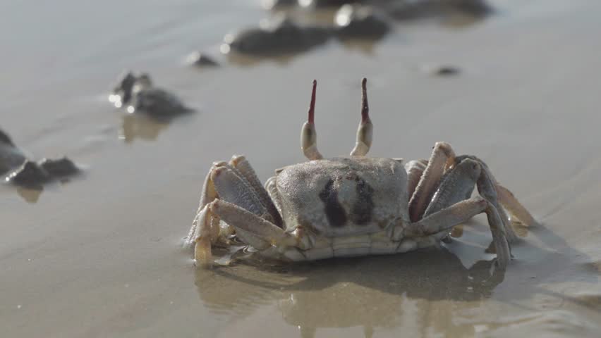 A cryptic ghost crab, perfectly camouflaged against the sand, sits motionless in its natural environment on a shoreline in Thailand, a master of disguise. High quality 4k footage