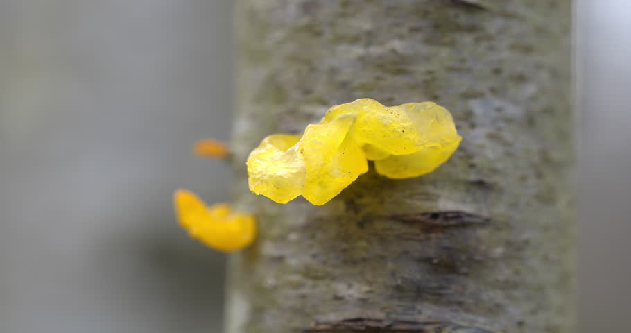 Macro - Yellow wood fungus