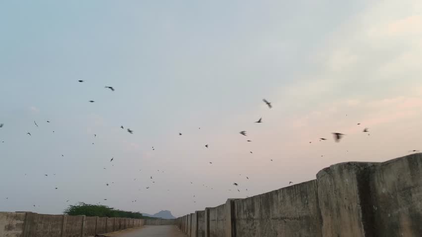 Birds flying freely near an urban concrete wall during evening light. Shows contrast between wildlife movement and man-made structures.