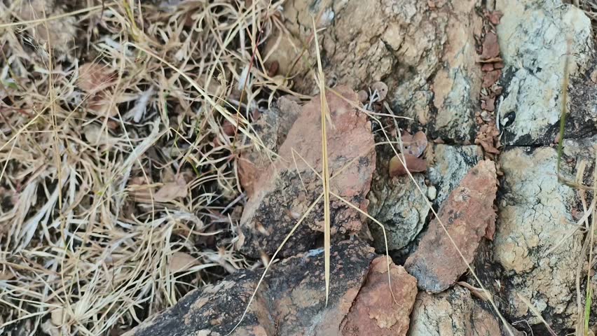 Close up of a stick insect camouflaged against rocks and dry grass. Highlights natural mimicry, evolution, and survival techniques in insects.