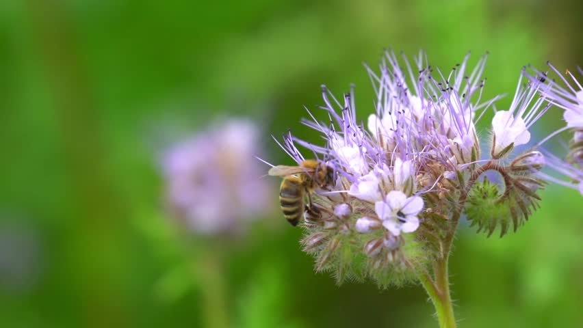 Honey Bee on Purple Wildflower Macro Close-Up in Green Summer Meadow