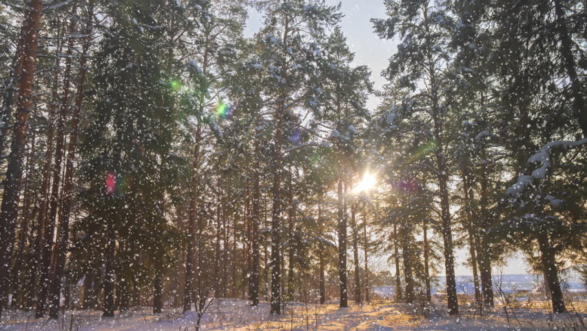 Snowfall in winter in the forest, soft snowy christmas morning with falling snow. Winter landscape. Snow covered trees.