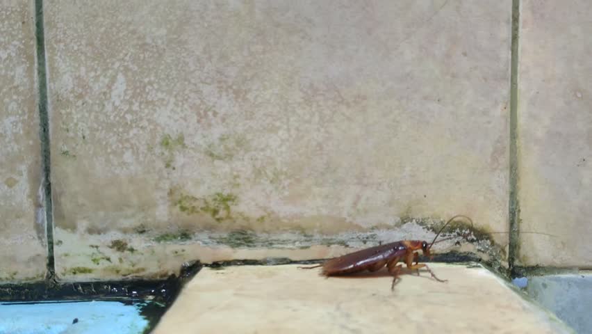 detailed macro footage of a common cockroach Periplaneta americana scurrying across a kitchen counter.