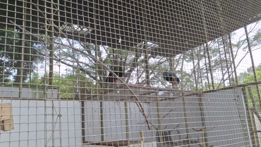Two Green Peafowl or Pavo muticus Perching on a Branch Inside a Wire Mesh Cage, Exotic Birds with Iridescent Feathers in a Zoo Enclosure, Wildlife Conservation in Indonesia