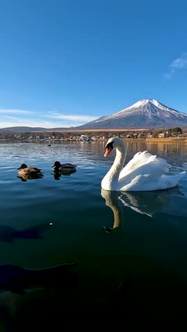 Yamanakako Lake (Lake Yamanaka) is the largest of Japan's Fuji Five Lakes, offering stunning, up-close views of Mt. Fuji in Yamanashi Japan.A white swan floats on the lake with mount Fuji Background. Blue nature stable footage. Winter Season