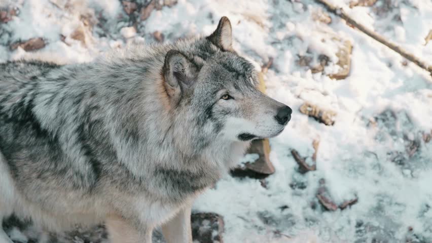 Close up of a gray wolf yawning at Parc Omega, Canada, with open mouth and visible tongue showing natural sleepy behavior. Detailed wildlife portrait captured in its natural habitat, highlighting predator expression and animal behavior. 