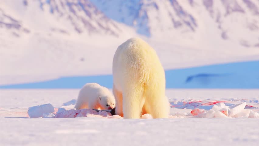 Polar bears feeding on Arctic sea ice in Svalbard near the North Pole, Norway. Snowy white wilderness reveals natural behavior, survival instincts and pristine polar environment, highlighting fragile Arctic ecosystems and wildlife resilience. 