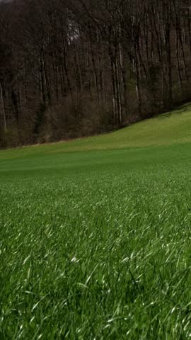 Lush Green Meadow on Rolling Hills with Forest Trees in Spring Landscape
