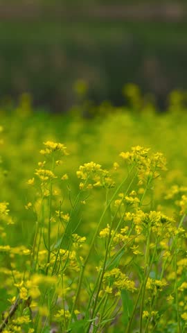 Yellow Mustard Flower Field in Bloom with Soft Green Background Nature Agriculture