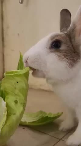 Close-up of a Pet Rabbit Eating a Fresh Cabbage Leaf
