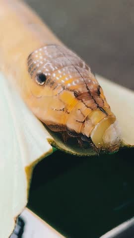 Extreme close-up detail of a green caterpillar head and body. Macro photography of an insect larva on a plant leaf in the garden.