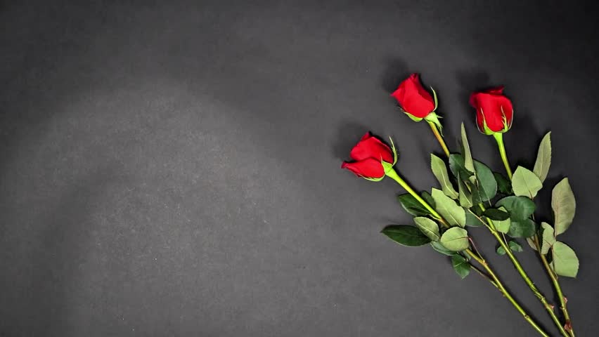 Minimalist composition of fresh red roses on a dark background with copy space. Romantic concept for Be My Valentine’s Day, love, anniversary, and wedding themes