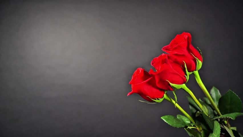 Classic red rose bouquet on a dark background symbolizing love, romance, and Be My Valentine
