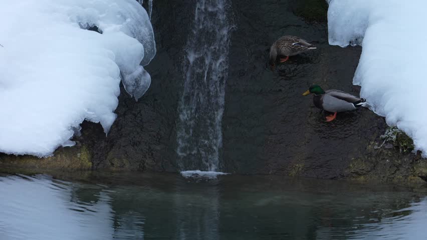 Two mallard ducks drinking from a small waterfall surrounded by snow and ice during wintertime