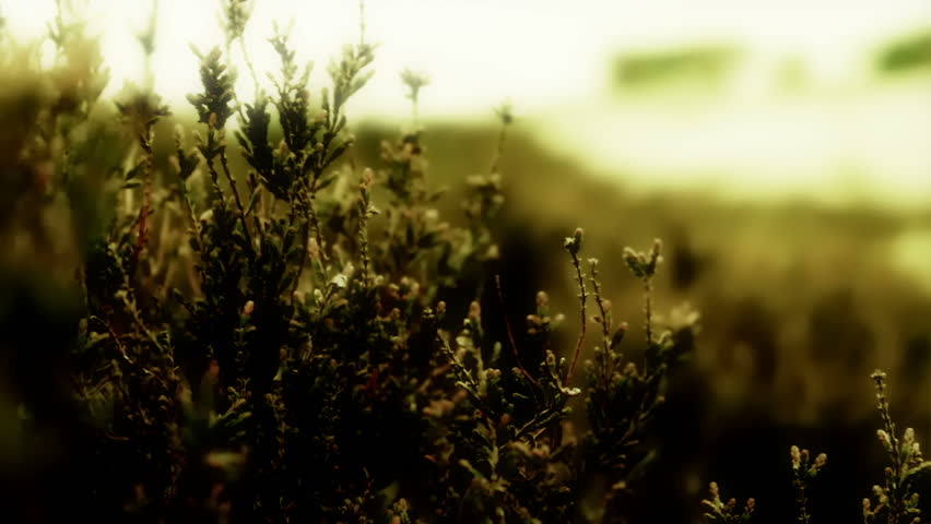 Moorland Heather with a dramatic Cinematic feel for an establishing shot.