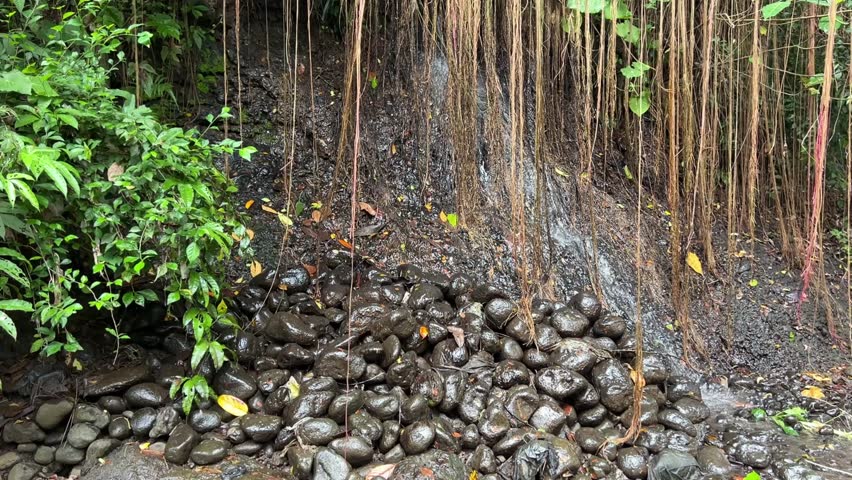 A small, gentle waterfall trickles down a rocky slope behind a dense curtain of thin, brown tree roots swaying slightly in the breeze, surrounded by lush green forest foliage.