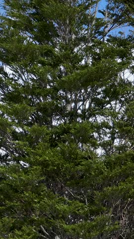Villarrica Volcano At Pucon In Los Lagos Chile. Volcano Scenery. Snow Capped Mountain. Nature Aerial View. Pucon Chile. Winter Landscape. Villarrica Volcano At Pucon In Los Lagos Chile.