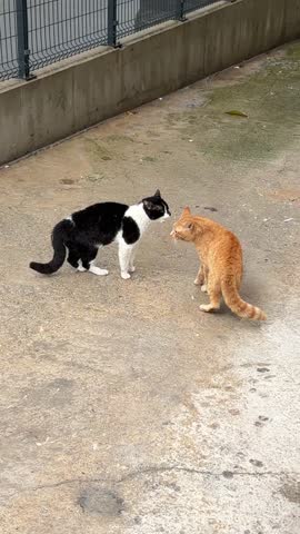 Two stray cats, one yellow and one black, were having a problem and about to fight, but they changed their minds and separated.