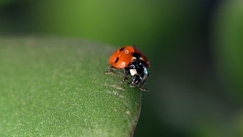 Small red ladybug explores green grass with dew drops in the early morning sunlight