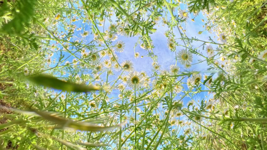 Daisy field sky low angle view of white flowers blooming under a bright blue summer sky with light clouds