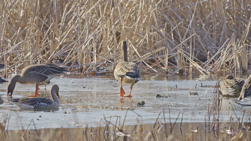 Flock of Bean Geese Foraging on Frozen Wetland in Winter 4K HDR